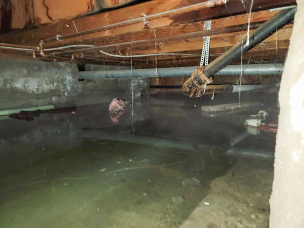 Best Carpet water damage restoration  in Wilson, PA