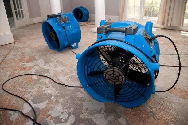 Best Water damage cleanup near me  in Wilson, PA
