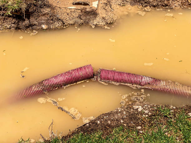 Best Mold removal after water damage  in Wilson, PA